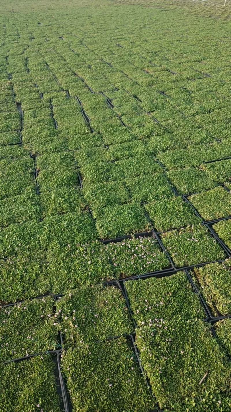 【品质保障】江苏姬岩垂草托盘量大优惠对接全国批发