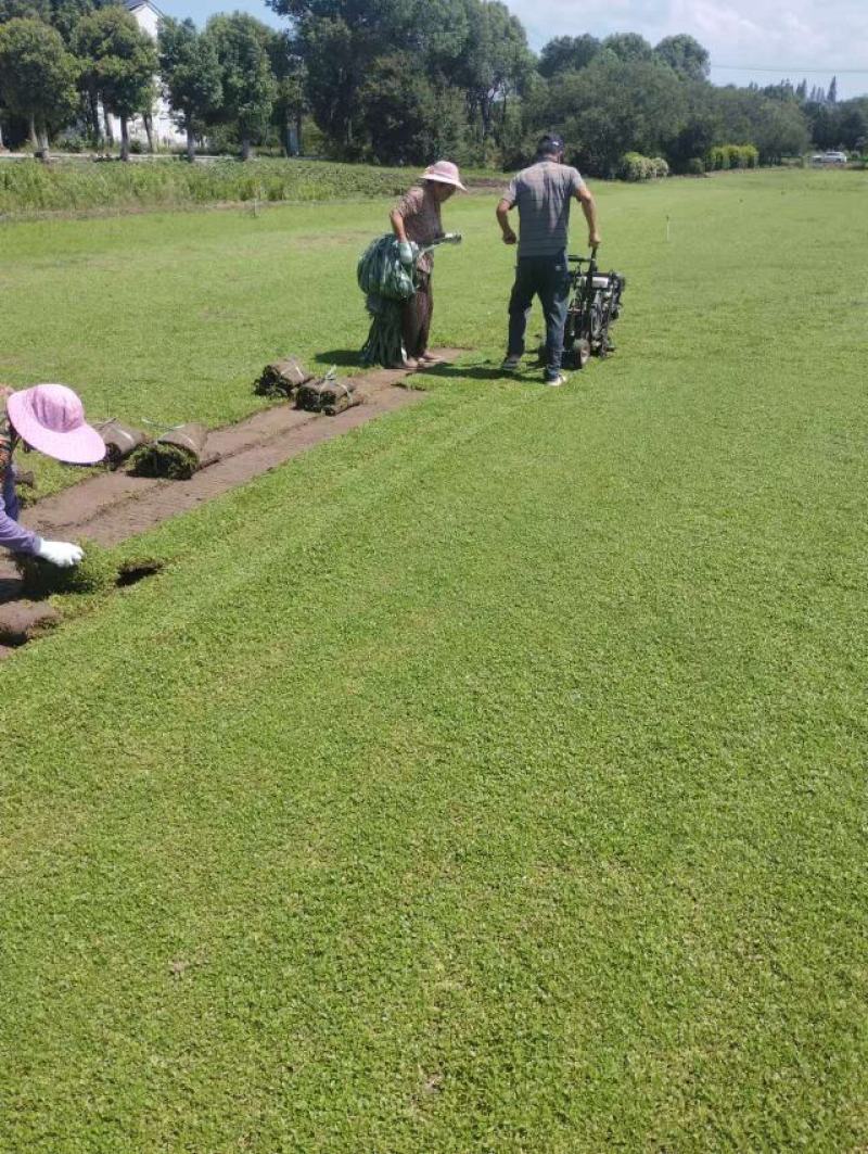 【量大优惠】姬岩垂草卷品质保障对接全国批发欢迎来电咨询
