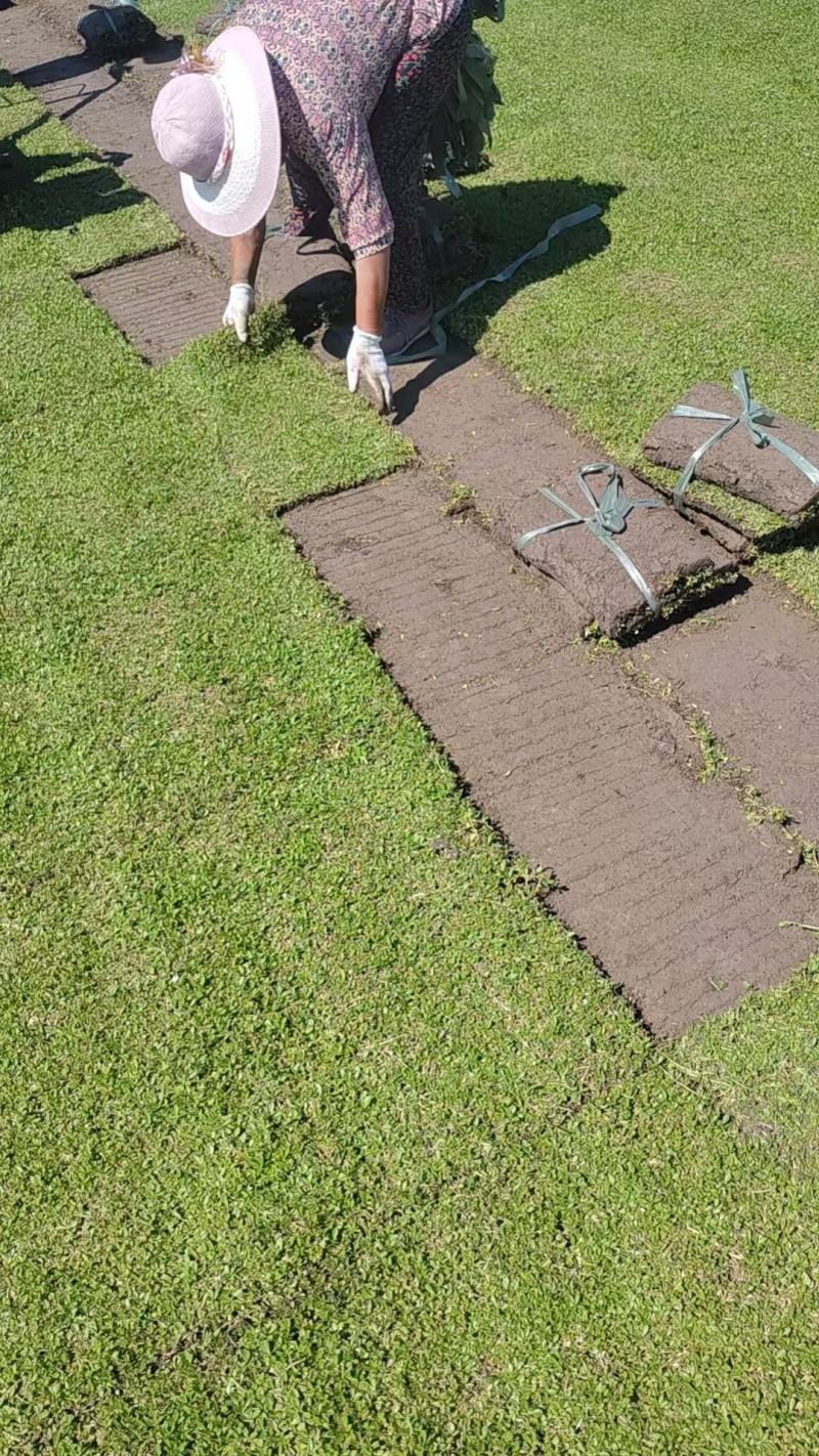 【量大优惠】姬岩垂草卷品质保障对接全国批发欢迎来电咨询