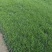 【品质】江苏矮生百慕大草坪量大优惠对接全国批发