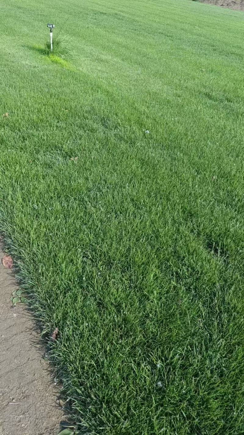 【品质】江苏矮生百慕大草坪量大优惠对接全国批发