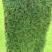 【品质】江苏矮生百慕大草坪量大优惠对接全国批发