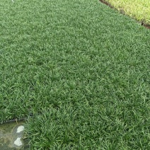 【量大优惠】江苏玉龙草托盘品质保障对接全国批发