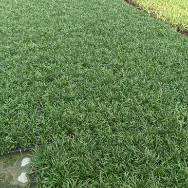 【量大优惠】江苏玉龙草托盘品质保障对接全国批发
