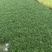 【量大优惠】江苏玉龙草托盘品质保障对接全国批发