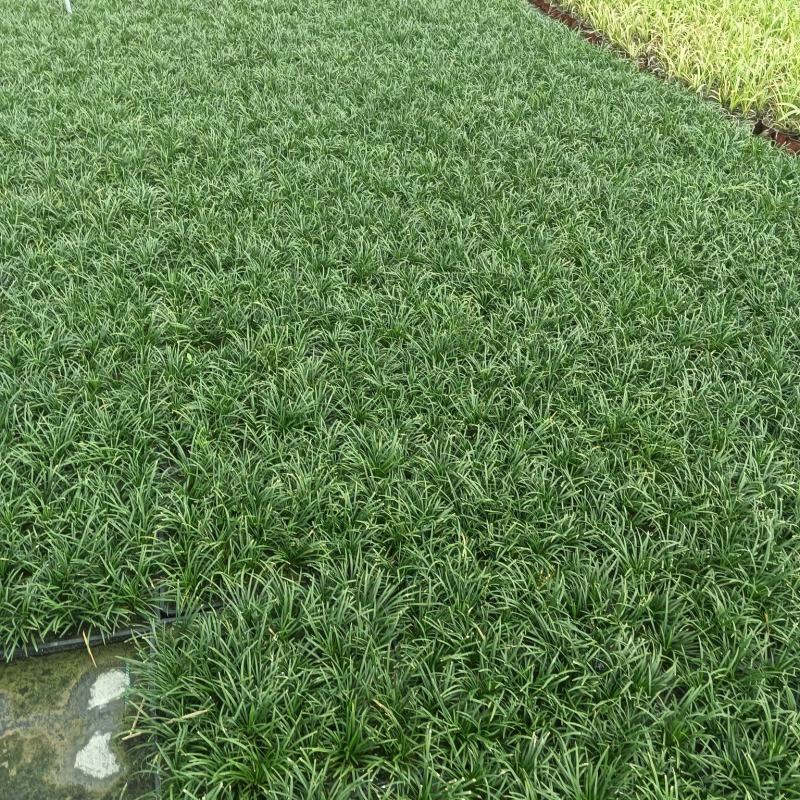 【量大优惠】江苏玉龙草托盘品质保障对接全国批发