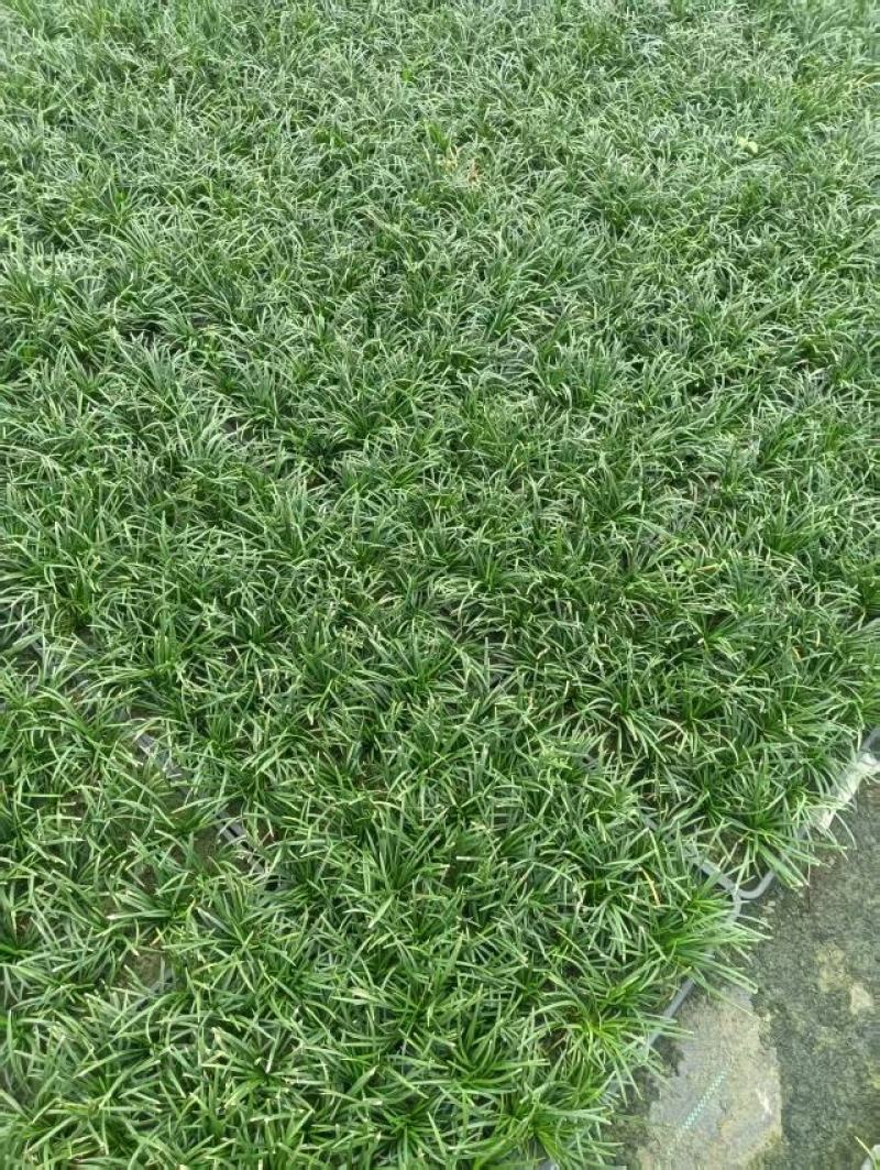 【量大优惠】江苏玉龙草托盘品质保障对接全国批发