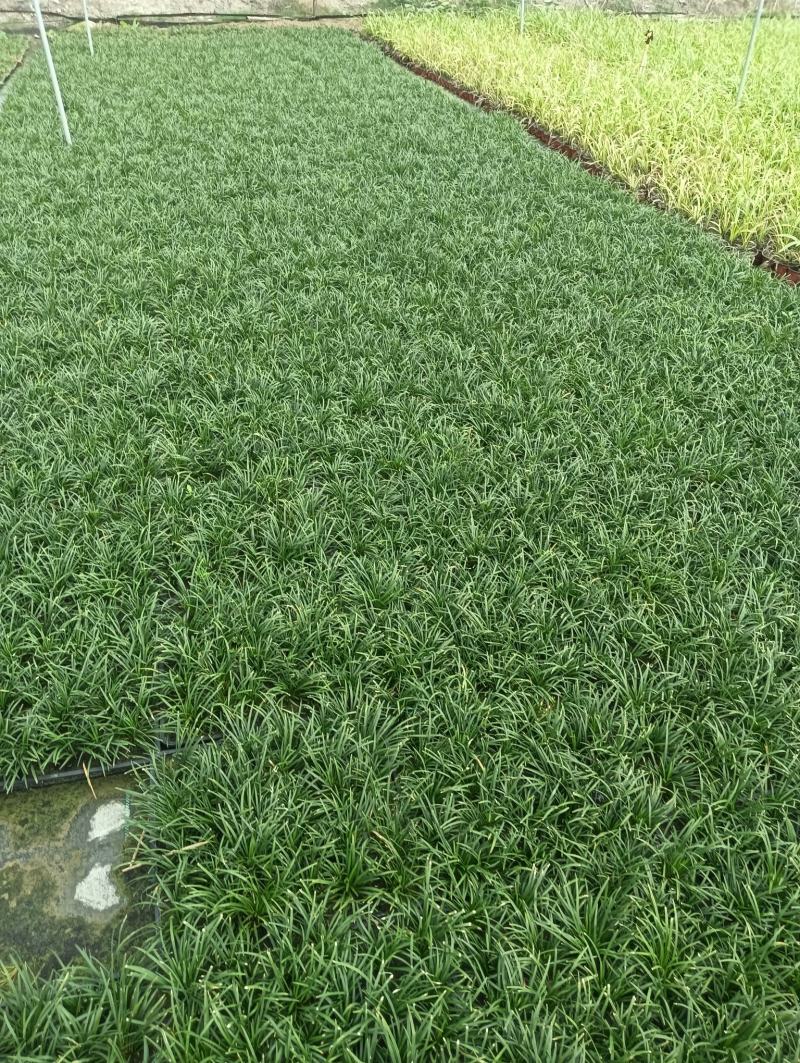 【量大优惠】江苏玉龙草托盘品质保障对接全国批发