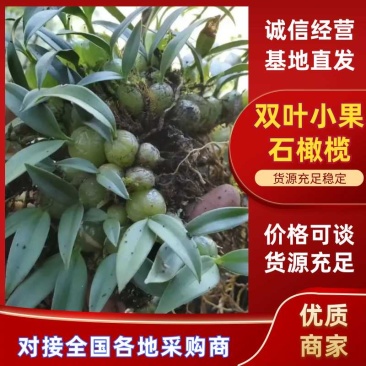(双叶小果石橄榄)云南石橄榄/产地直发/全国发货