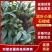 (双叶小果石橄榄)云南石橄榄/产地直发/全国发货