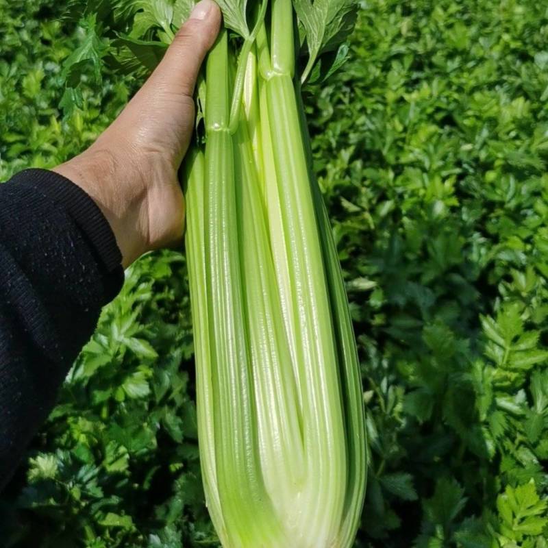【芹菜】精品西芹产地直销无中介商量大从优全国发货
