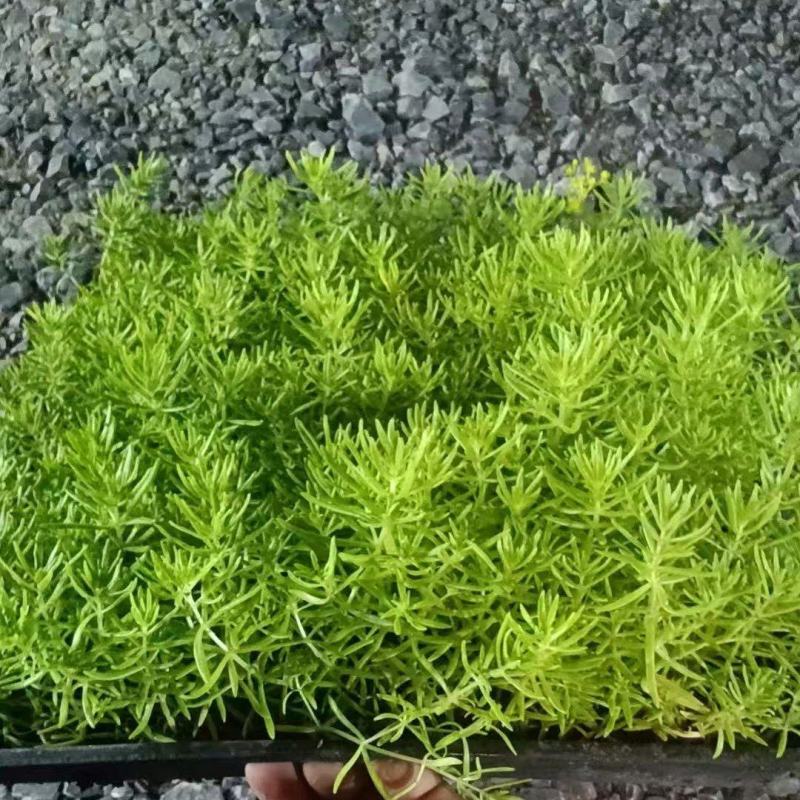 【品质保障】江苏黄金佛甲草方盘量大优惠对接全国批发