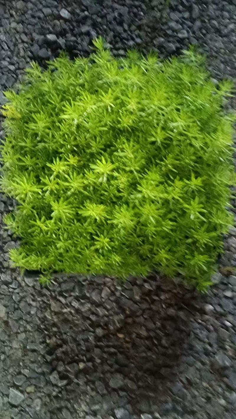【品质保障】江苏黄金佛甲草方盘量大优惠对接全国批发