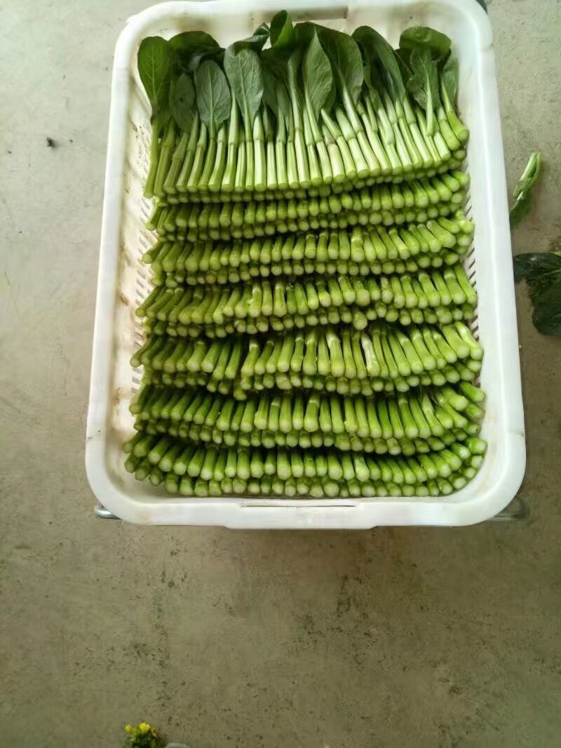 【推荐】宁夏菜芯/精品菜芯/视频看货/质量保证
