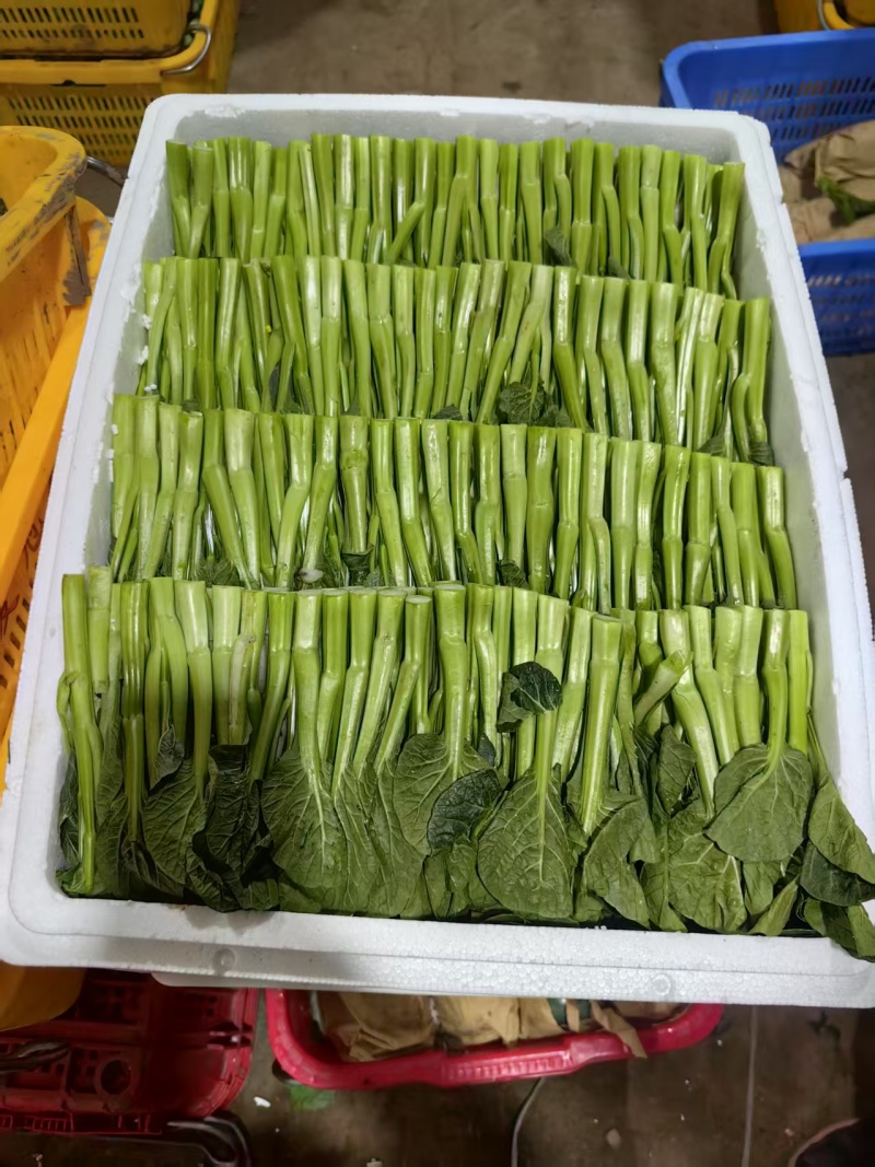 【推荐】宁夏菜芯/精品菜芯/视频看货/质量保证