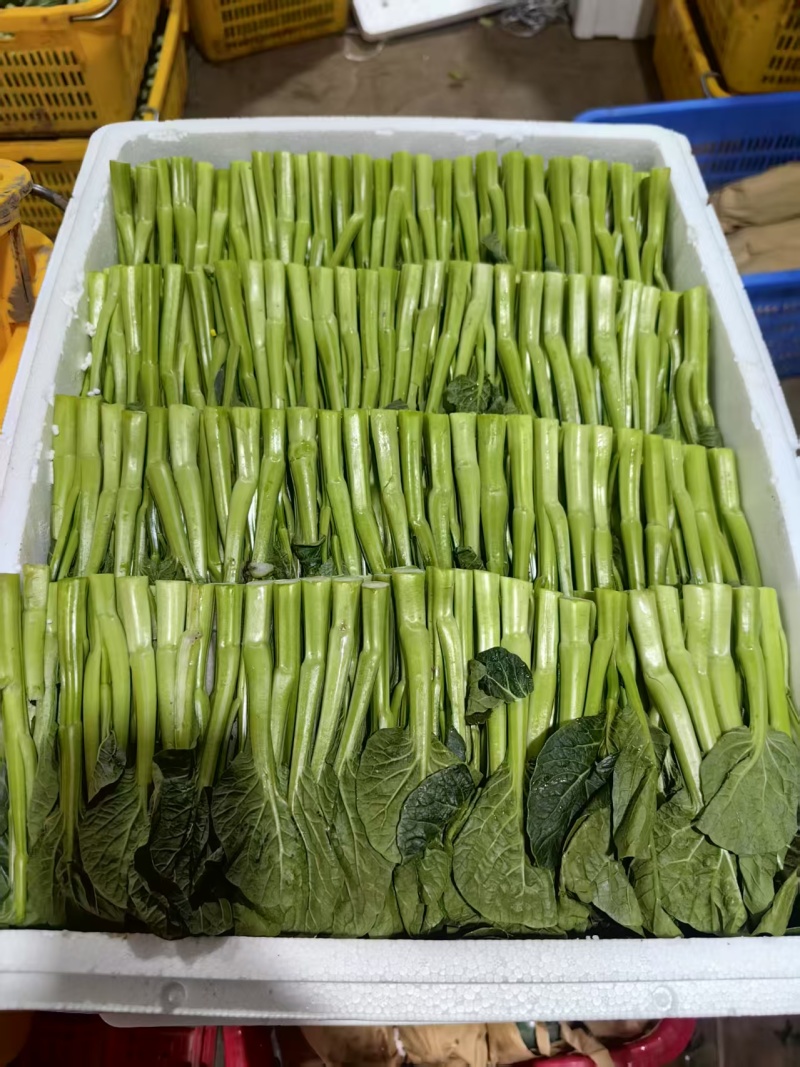 【推荐】宁夏菜芯/精品菜芯/视频看货/质量保证