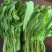 【推荐】宁夏白菜苔/视频看货/对接商超批发市场