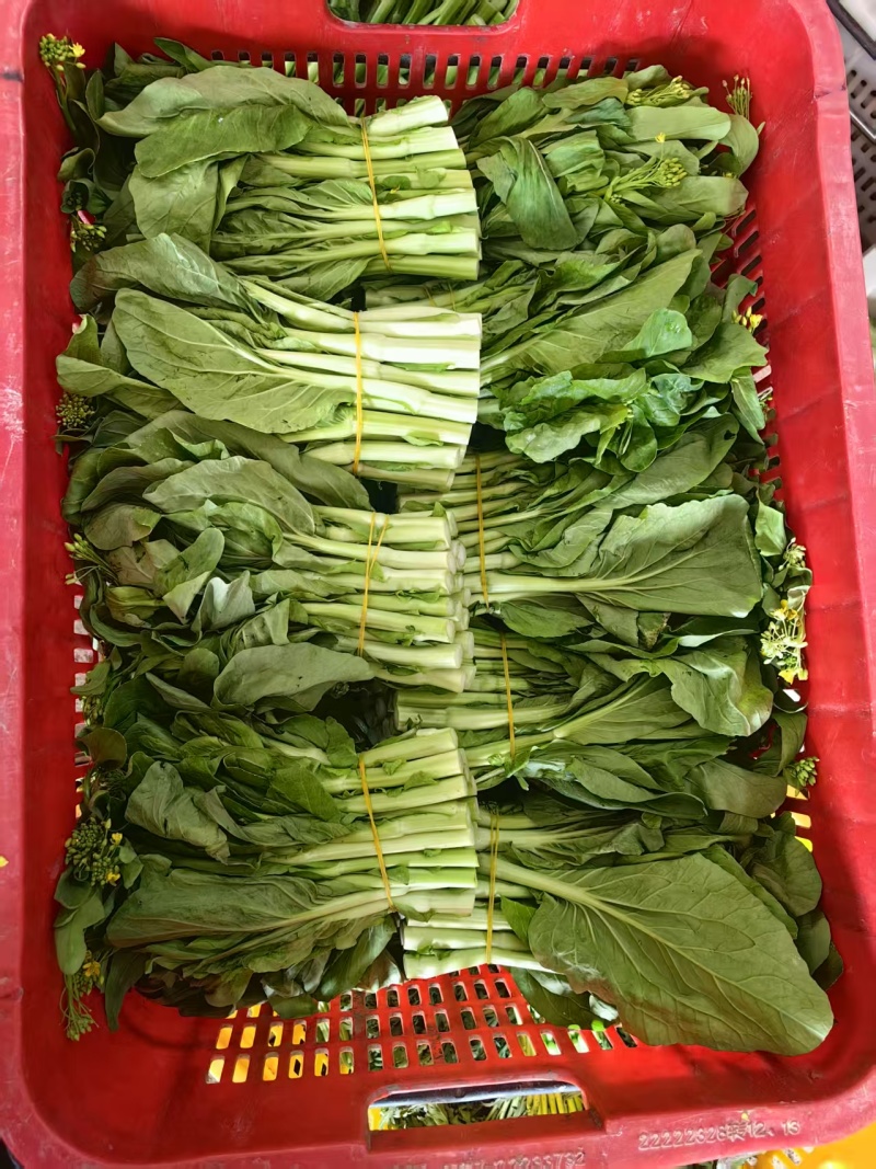 【推荐】宁夏白菜苔/视频看货/对接商超批发市场