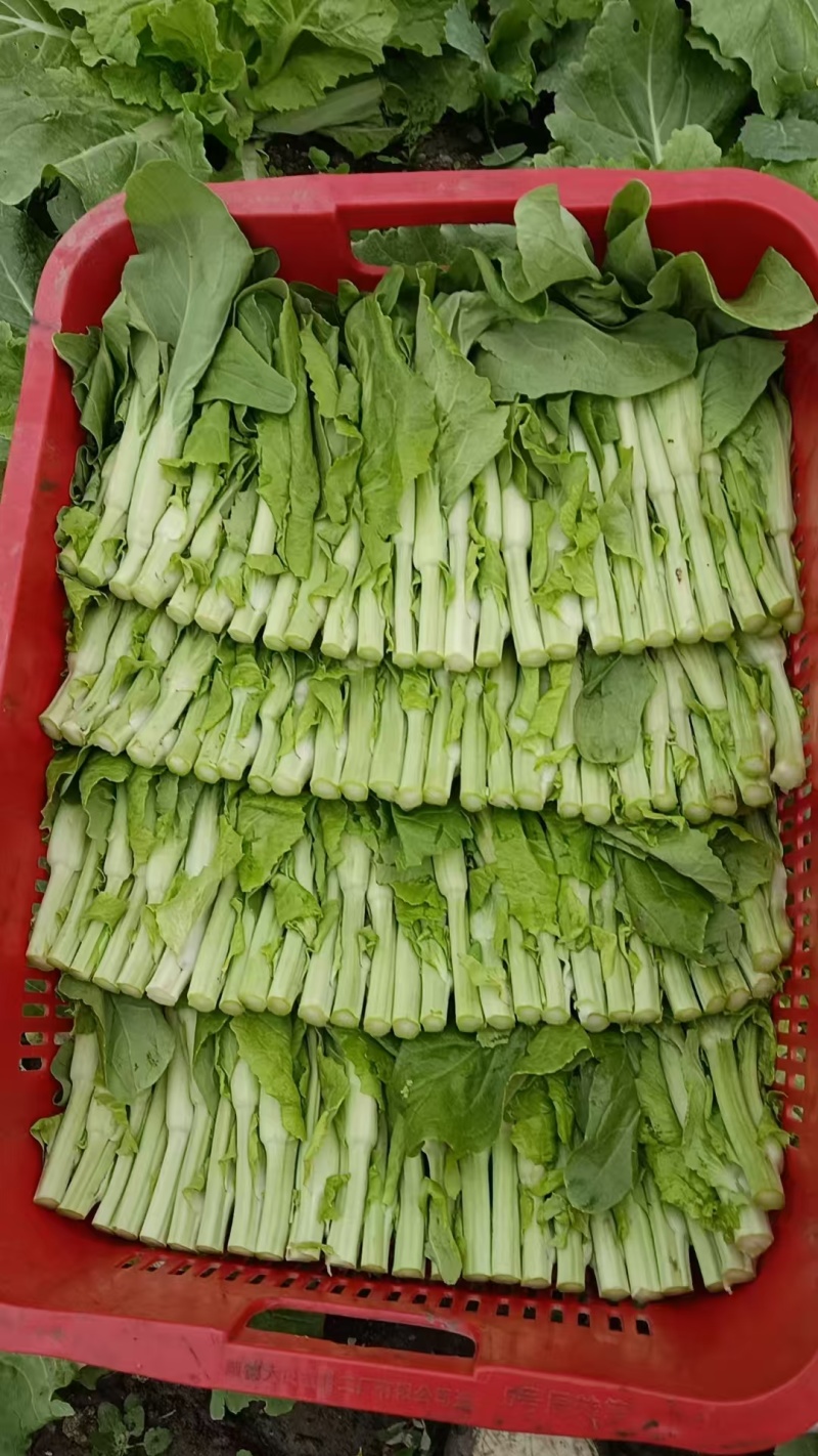 【推荐】宁夏白菜苔/视频看货/对接商超批发市场