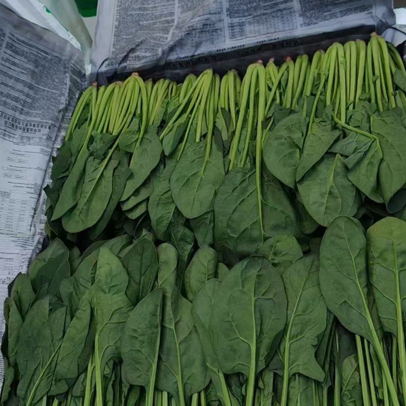 宁夏菠菜/视频看货/对接商超批发市场/欢迎咨询