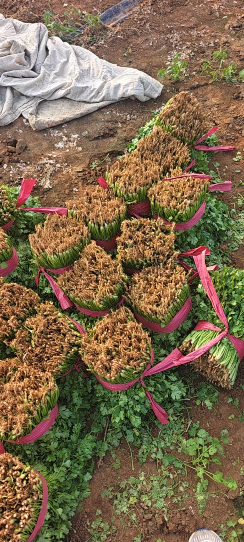 汝州万亩大叶香菜，大量有货，产地一手货源，欢迎新老客户前