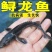 中华鲟鱼苗西杂鲟鱼最大可长200多斤基地直销提供技术