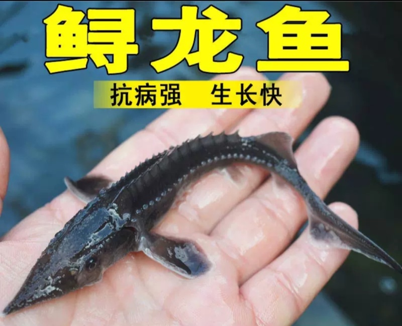 中华鲟鱼苗西杂鲟鱼最大可长200多斤基地直销提供技术