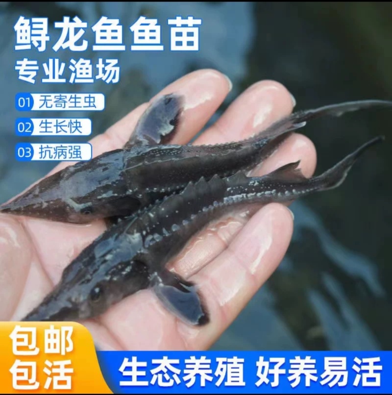 中华鲟鱼苗西杂鲟鱼最大可长200多斤基地直销提供技术