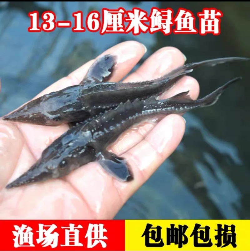 中华鲟鱼苗西杂鲟鱼最大可长200多斤基地直销提供技术