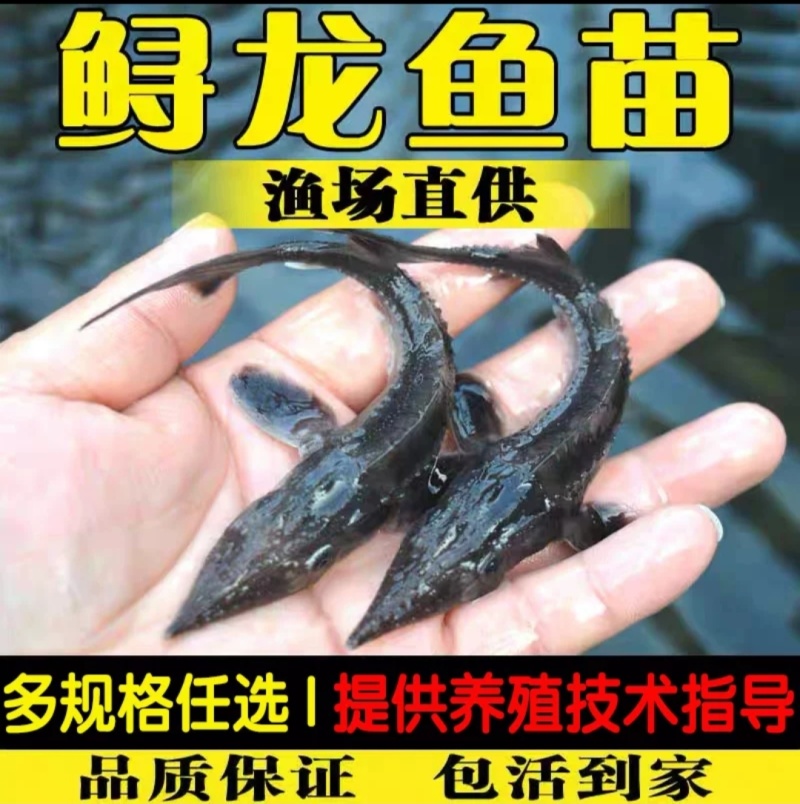 中华鲟鱼苗西杂鲟鱼最大可长200多斤基地直销提供技术