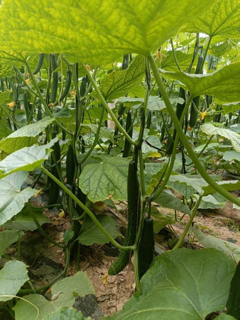 【量大优惠】山东莘县密刺黄瓜品质保障对接全国批发