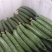 【量大优惠】山东莘县密刺黄瓜品质保障对接全国批发