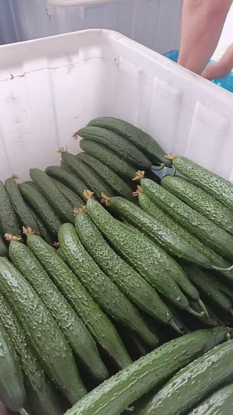 【量大优惠】山东莘县密刺黄瓜品质保障对接全国批发