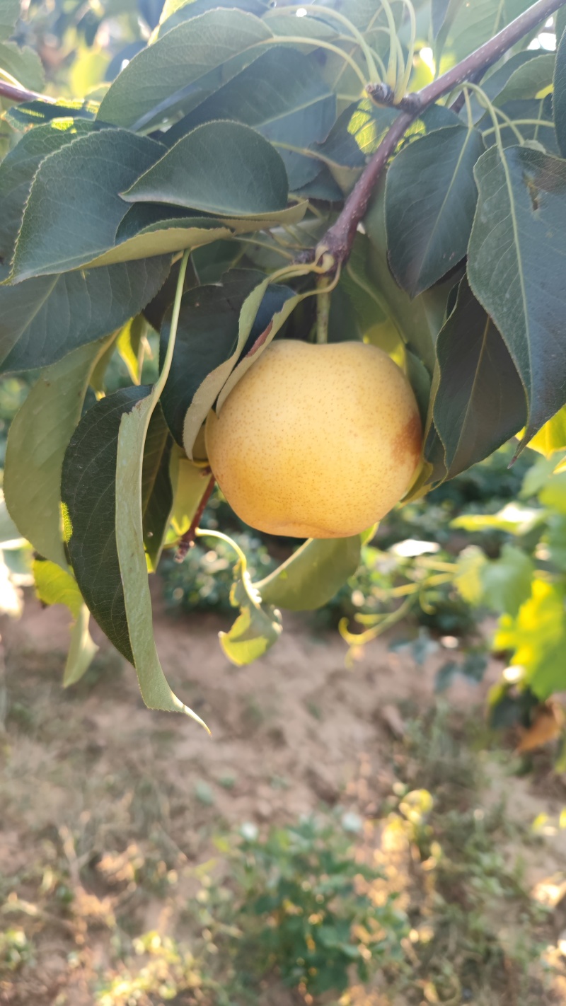 皇冠梨