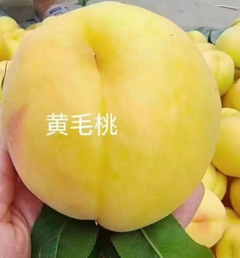 【黄毛桃】产地果园直供对接电商批发市场，商超等
