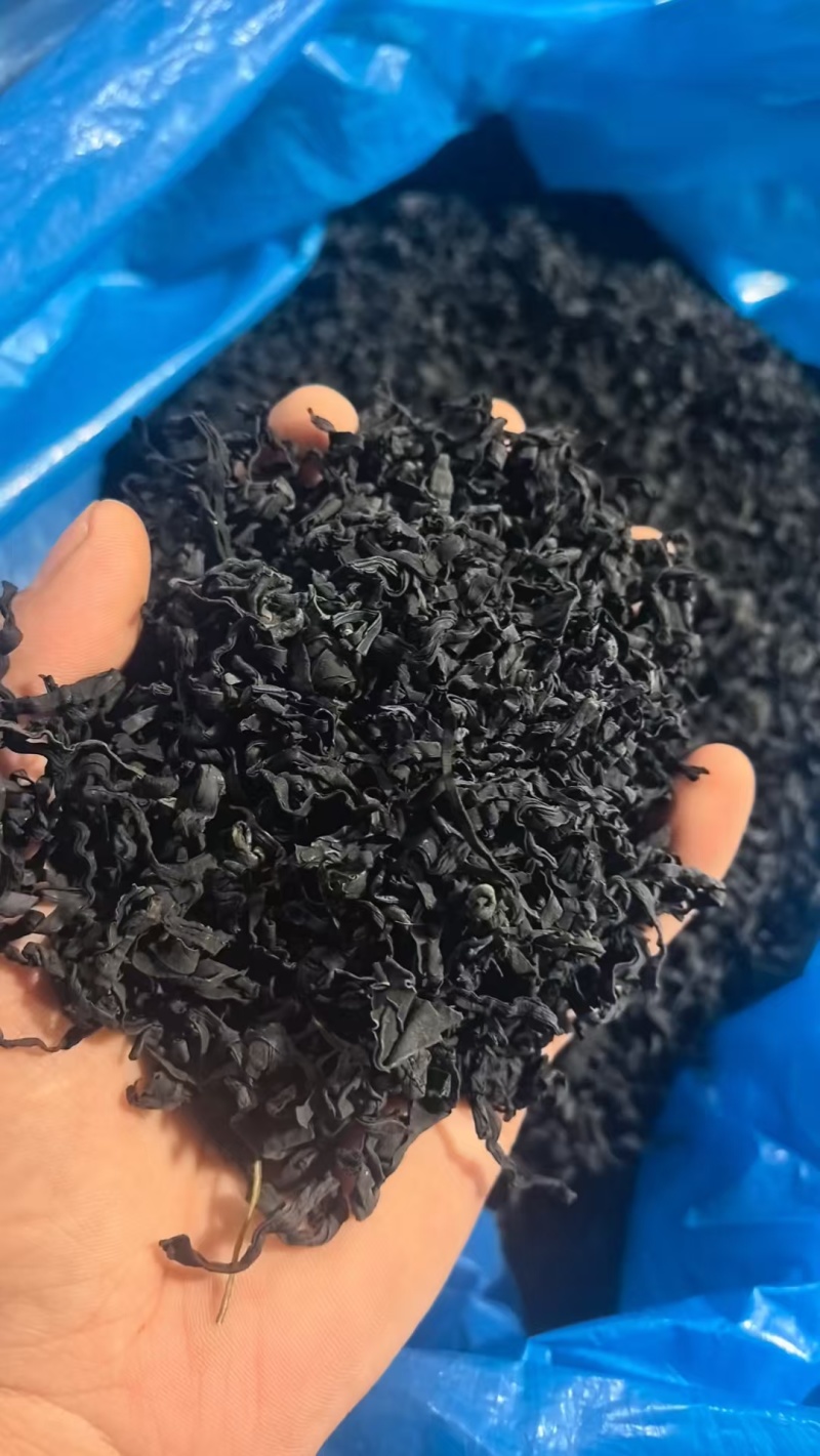 浙江福建淡干裙带菜