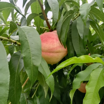 离核大桃