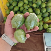 广东香水柠檬