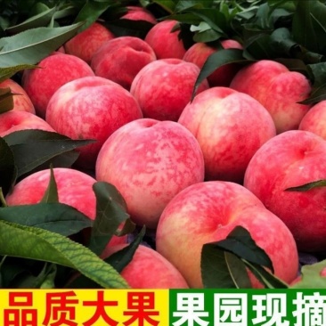 毛桃新鲜现摘正宗水蜜桃应季水果量大从优
