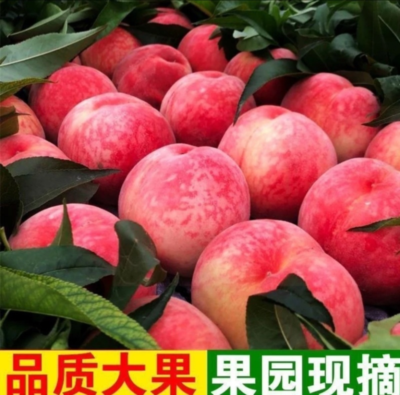 毛桃新鲜现摘正宗水蜜桃应季水果量大从优