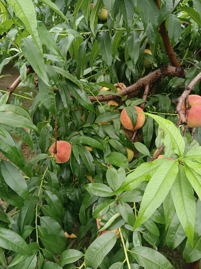 离核大桃
