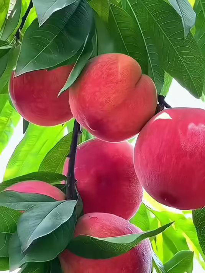 毛桃新鲜现摘正宗水蜜桃应季水果量大从优
