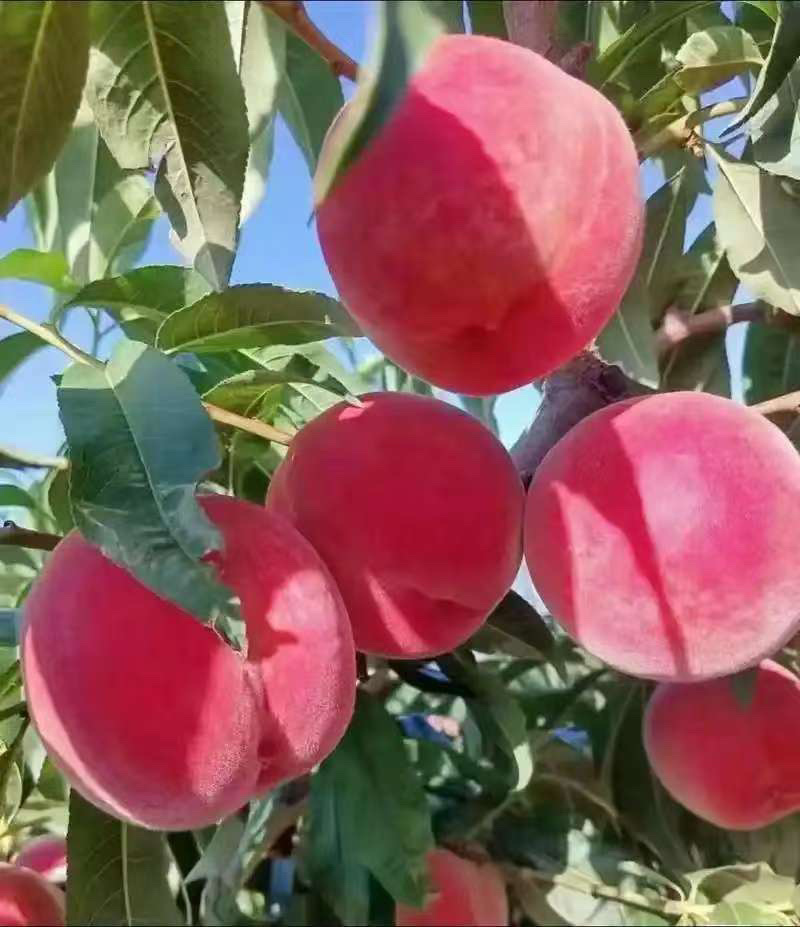 毛桃新鲜现摘正宗水蜜桃应季水果量大从优