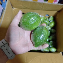 正宗广东香水柠檬一级果每天大量新鲜供应