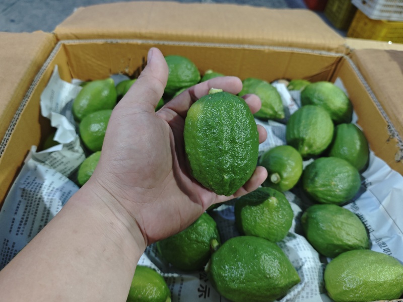 正宗广东香水柠檬一级果每天大量新鲜供应