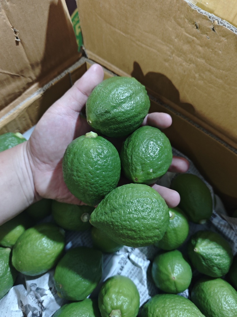 正宗广东香水柠檬一级果每天大量新鲜供应