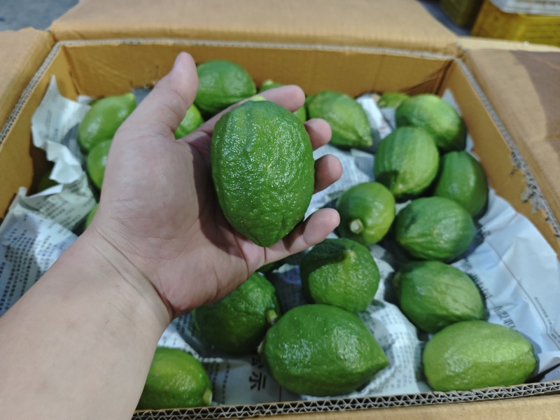 正宗广东香水柠檬一级果每天大量新鲜供应