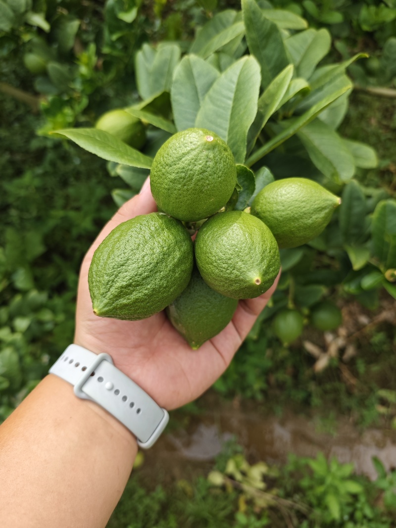 正宗广东香水柠檬一级果每天大量新鲜供应