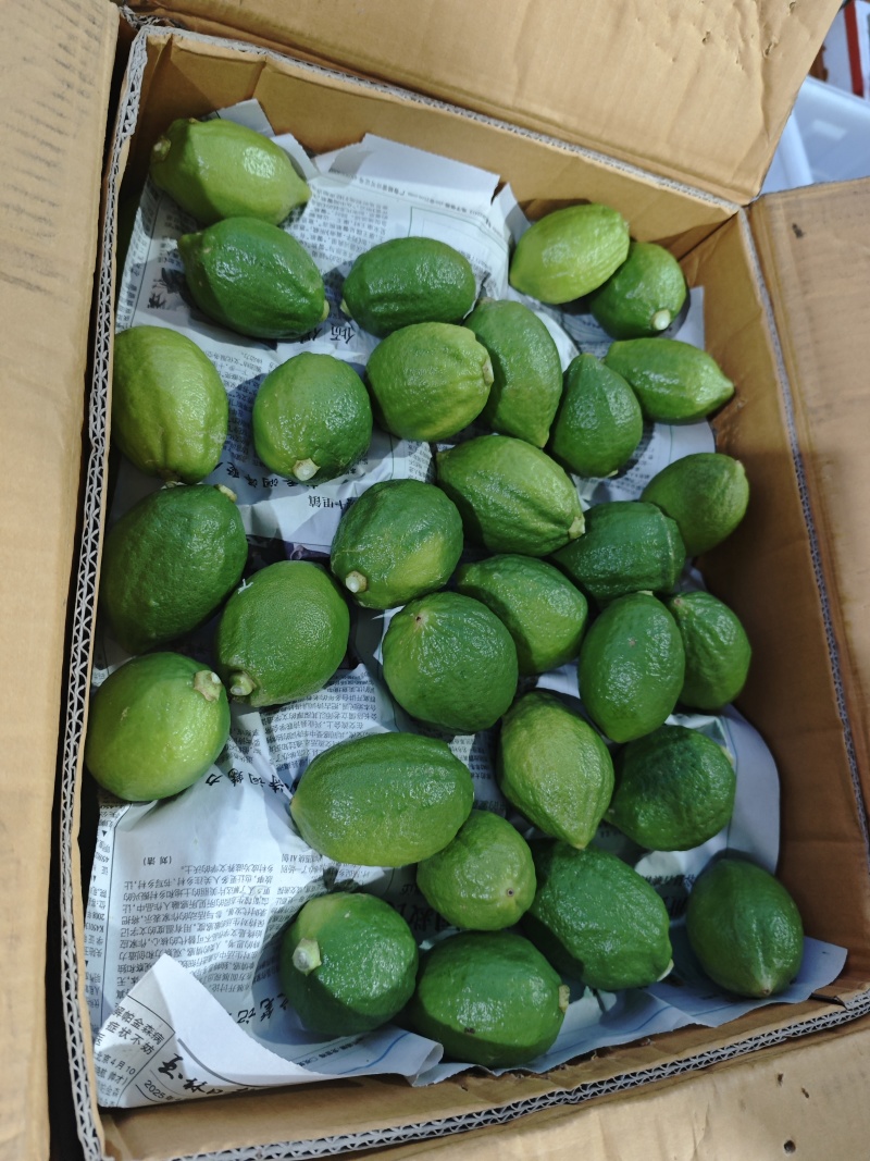 正宗广东香水柠檬一级果每天大量新鲜供应