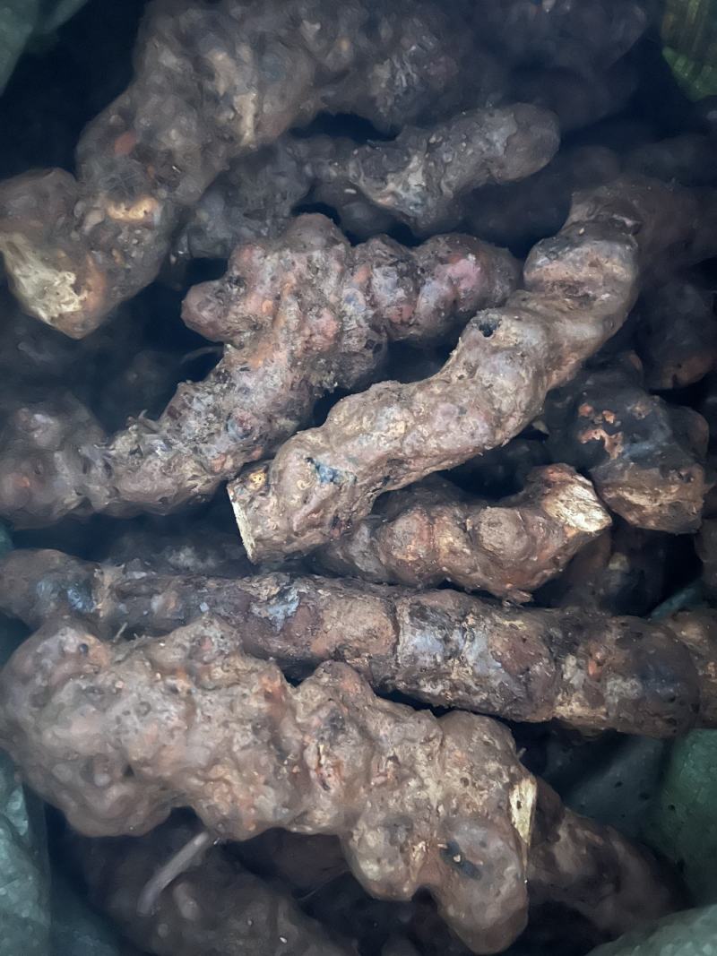 【品质】云南土茯苓量大优惠对接全国批发欢迎来电咨询